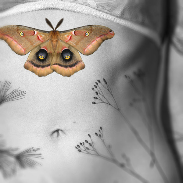 Antheraea polyphemus viz