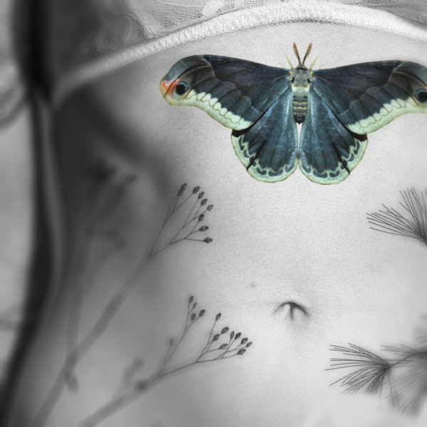 Callosamia promethea