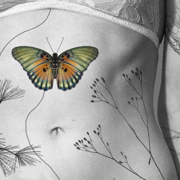 Euphaedra edwardsiviz