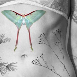 actias luna1viz