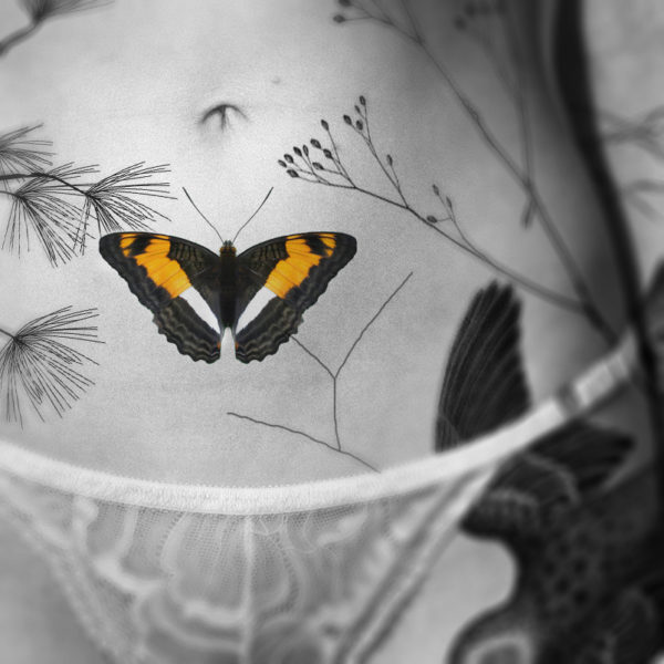 Adelpha capucinus
