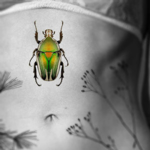 Dicronorhina derbyana