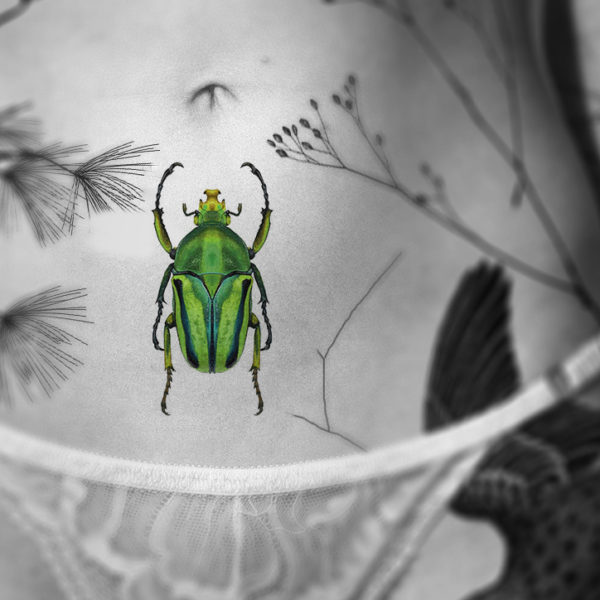 Eudicella colmanti